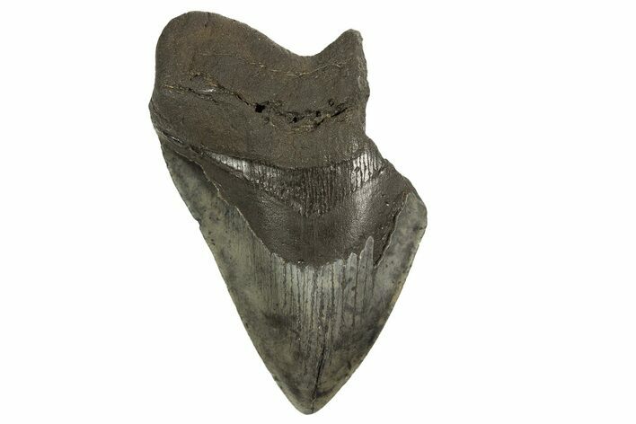 Partial Fossil Megalodon Tooth - South Carolina #321282